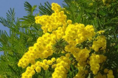 Mùa mimosa thắp nắng