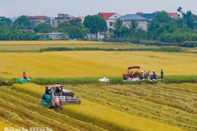 Các địa phương khẩn trương thu hoạch lúa Mùa