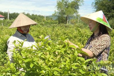 Người phụ nữ đam mê trồng cây dược liệu