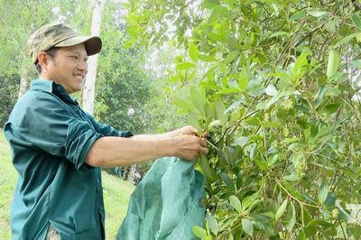 Khai thác hiệu quả tiềm năng cây hồi ở Na Hấu