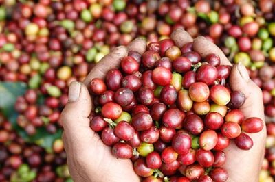 Xuất khẩu cà phê Việt Nam lập kỷ lục 8,5 tỷ USD
