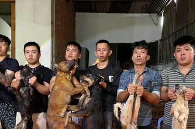 Triệt phá nhóm trộm chó chuyên nghiệp, mở rộng điều tra đường dây tiêu thụ liên tỉnh