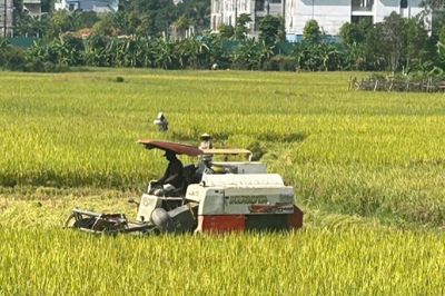 Phú Thọ: Xóm Gai mùa vàng, vun đắp diện mạo nông thôn mới