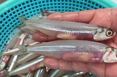 Loại cá nhỏ thân trong suốt, xưa giá rẻ bèo nay thành đặc sản 400.000 đồng/kg, giàu canxi, đem nấu kiểu nào cũng ngon