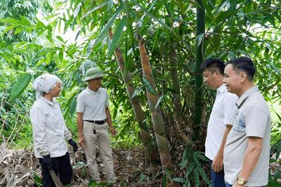 Lào Cai: Nâng cao chất lượng để nông sản vươn xa