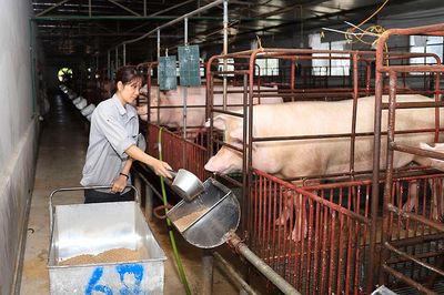 Ngành Nông nghiệp tăng tốc chặng nước rút cuối năm