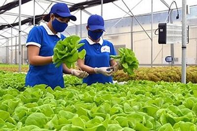 TPHCM hướng tới hợp tác xã kiểu mới, làm ăn hiệu quả