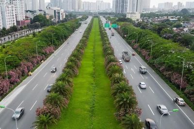 Hà Nội cấm trồng 18 loại cây ở nơi công cộng, cấm đục đẽo, treo biển quảng cáo lên cây xanh