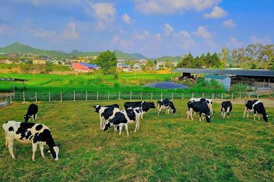 Gỡ điểm nghẽn cho ngành sữa