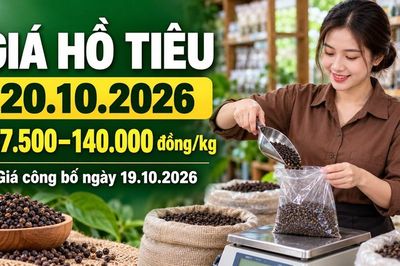 Giá hồ tiêu hôm nay 20.10.2026: Chờ sức mua mới ở vùng 140.000 đồng/kg