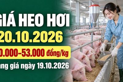Giá heo hơi hôm nay 20.10.2026: Đà giảm tạm ngưng, triển vọng ra sao?