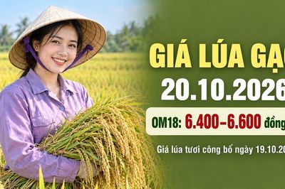 Giá lúa gạo hôm nay 20.10.2026: Sức mua yếu, gạo nguyên liệu chịu sức ép