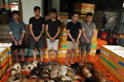 Triệt phá đường dây trộm hơn 10 tấn thịt chó bằng... ôtô