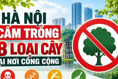 [INFOGRAPHIC] Danh sách 18 loại cây Hà Nội cấm trồng tại nơi công cộng