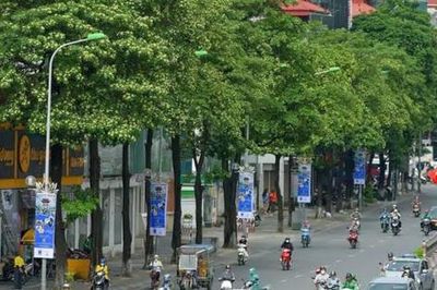 Hà Nội ban hành danh mục cây xanh mới, hoa sữa có bị cấm trồng?