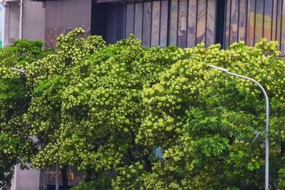 Hà Nội ban hành danh mục quản lý cây xanh: Không còn cây hoa sữa