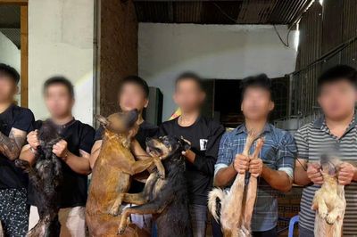 Công an TP.HCM triệt phá đường dây trộm chó, tiêu thụ liên tỉnh hàng chục tấn