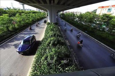 Hà Nội quy định 18 loại cây cấm trồng, 33 loại cây được trồng nơi công cộng