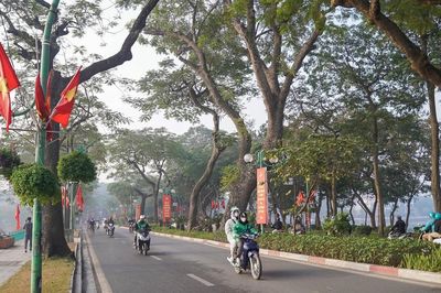 18 loài cây bị cấm trồng trên đường phố Hà Nội