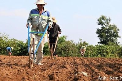 Urê nhập khẩu đa mục đích: Cần thống nhất tiêu chí quản lý