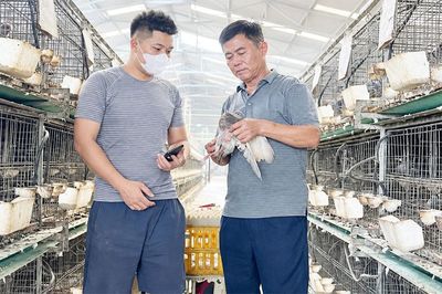Nuôi chim bồ câu theo hướng kinh tế tuần hoàn
