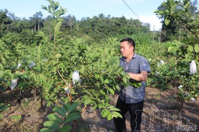 Chuyển đổi đất lúa nương sang trồng cây lâu năm