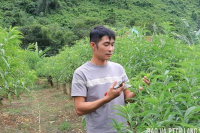 Làm giàu từ đào ghép