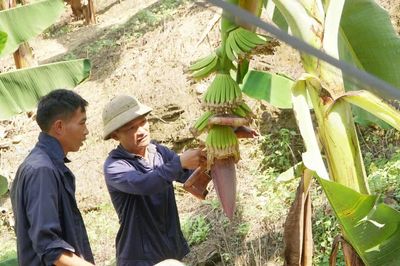 Hiệu quả mô hình trồng chuối không sử dụng thuốc bảo vệ thực vật ở Pha Long