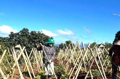 Xác định những vùng lợi thế phát triển dược liệu