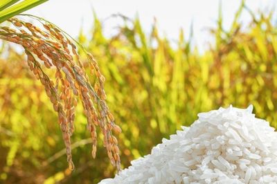 Ngày 20/10: Giá lúa gạo tại Đồng bằng sông Cửu Long bình ổn