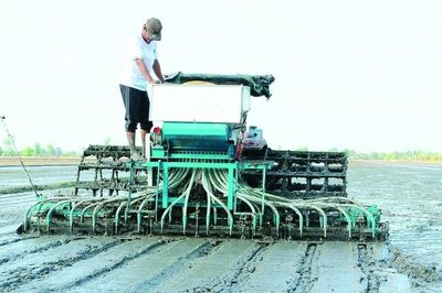 Định vị thương hiệu “Gạo Việt xanh, phát thải thấp”