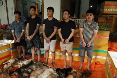 Quyết liệt đấu tranh, xử lý các đường dây trộm cắp chó, mèo
