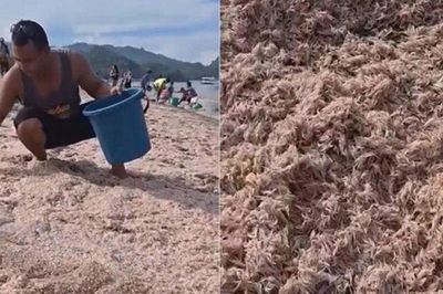 Bãi biển bất ngờ chuyển hồng rực, hàng trăm người kéo đến xem, vui mừng như bắt được vàng