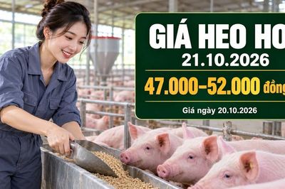 Giá heo hơi hôm nay 21.10.2026: Chờ điểm dừng sau phiên giảm mạnh