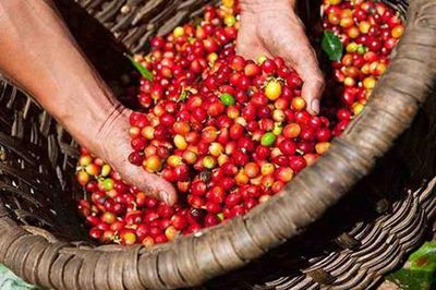 Bản tin nông sản hôm nay (21-10): Giá cà phê tăng nhẹ trên hai sàn quốc tế