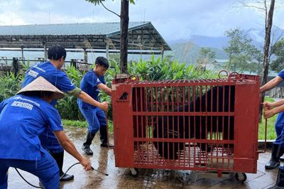 Ba cá thể gấu ngựa được giải cứu, mở ra hành trình sống mới