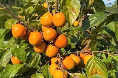 Từ quả hồng xứ Lạng đến sinh kế cho phụ nữ vùng biên