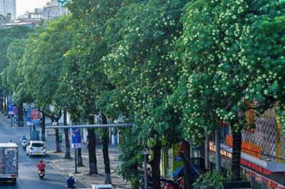 Hoa sữa Hà Nội: Giữ nét riêng, hài hòa cảnh quan, đảm bảo chất lượng sống