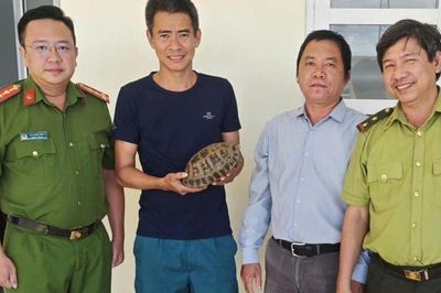 Người dân tự nguyện giao nộp cá thể rùa núi vàng quý hiếm