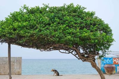 Triển vọng du lịch xanh trên đảo Phú Quý