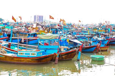 Tập trung triển khai chính sách hỗ trợ giải bản tàu cá