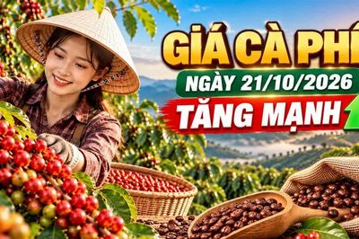 Giá cà phê hôm nay 21/10: Tây Nguyên tăng mạnh, thế giới quay đầu giảm