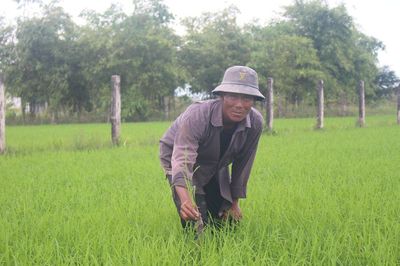 Khi hợp tác xã dẫn dắt nông dân canh tác lúa bền vững