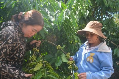 Phát triển chuỗi cung ứng nông, lâm, thủy sản an toàn