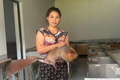 Lợi ích kép từ chăn nuôi an toàn sinh học