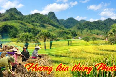 Hương lúa tháng Mười