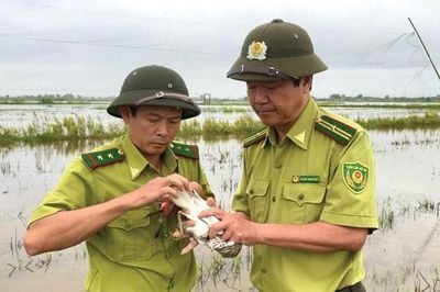 Công khai bán chim hoang dã ở chợ