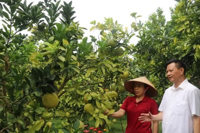 Bắc Ninh tăng cường hỗ trợ HTX tiêu thụ trái cây dịp cuối năm