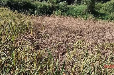 Xã Hòa An hơn 10,3 ha lúa mùa bị rầy nâu, rầy lưng trắng và sâu đục thân gây hại