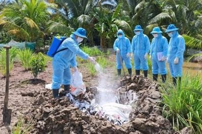 Dịch tả heo châu Phi diễn biến phức tạp tại nhiều địa phương Đồng bằng sông Cửu Long